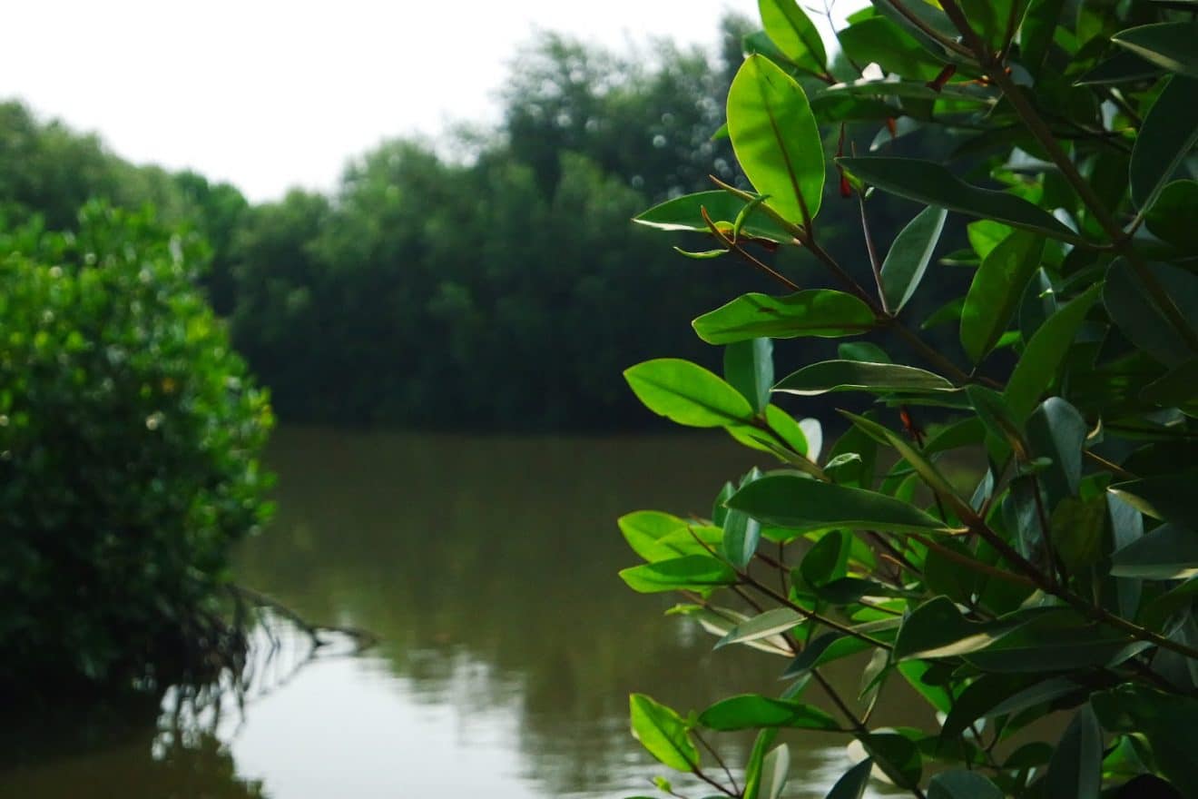 Menikmati Keindahan Wisata Alam hutan Mangrove Jakarta
