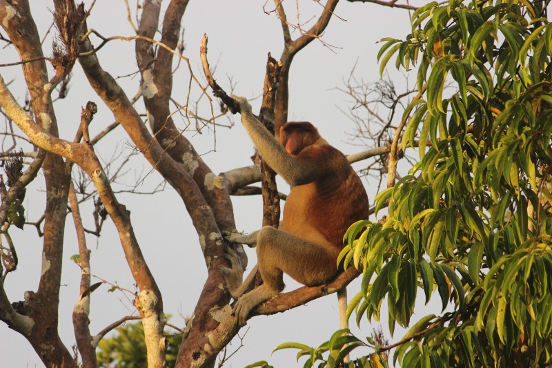 A Group of Bekantan (Proboscis Monkey) Seen at Sekonyer Riverside in The Afternoon