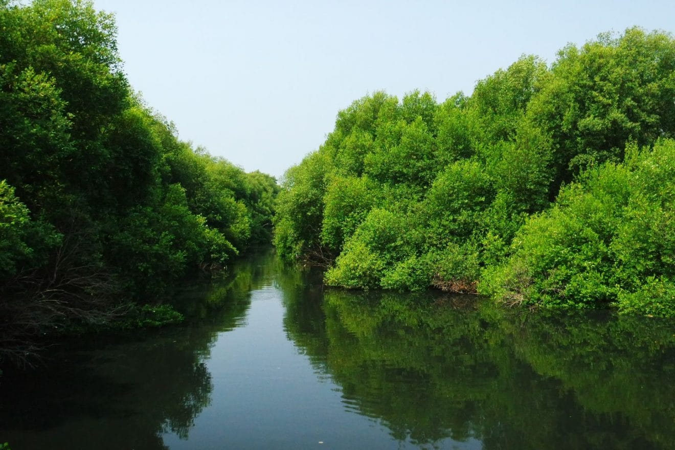 Menikmati Keindahan Wisata Alam hutan Mangrove Jakarta