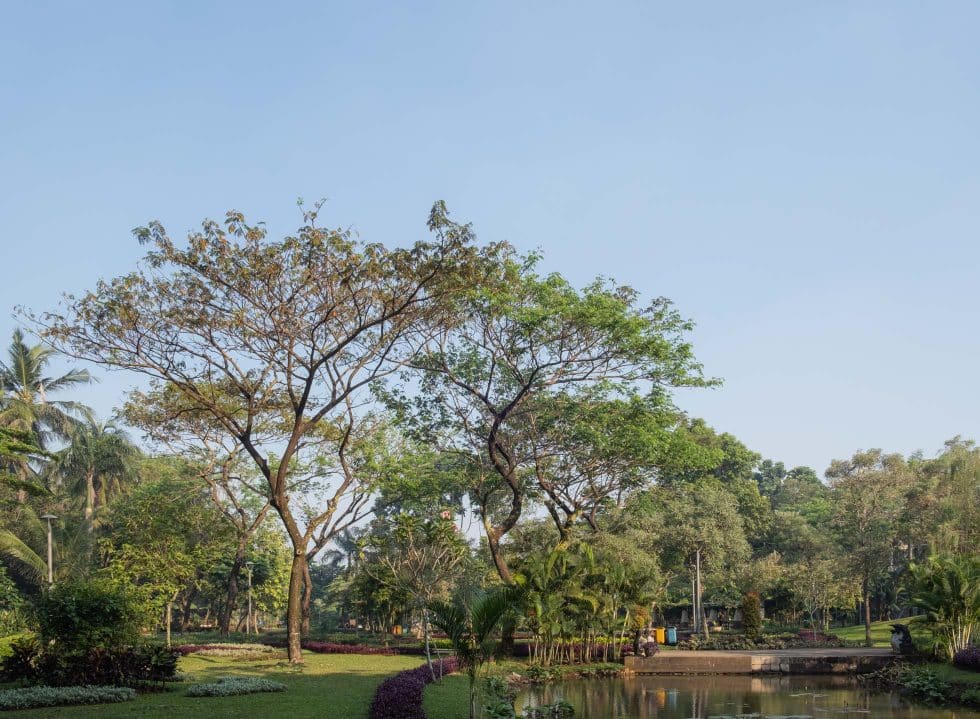 Menikmati Kesejukan Udara di Taman Tabebuya sebagai Spot Healing dan Relaksasi Terbaik di Jakarta